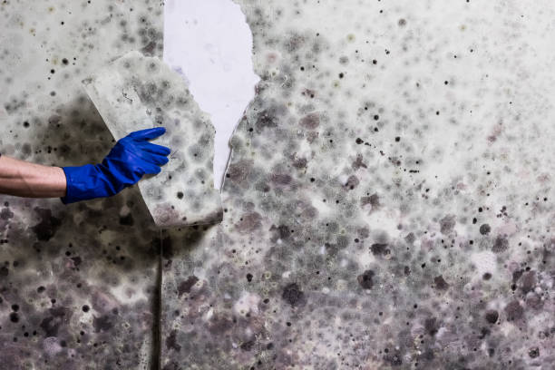 Best Post-Flood Mold Remediation in Taylor Creek, FL